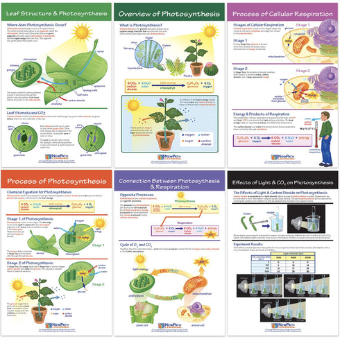 NewPath Learning Photosynthesis & Respiration Bulletin Board Charts, Set of 6 - Laminated, Double-Sided, 12" x 18"