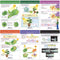NewPath Learning Photosynthesis & Respiration Bulletin Board Charts, Set of 6 - Laminated, Double-Sided, 12" x 18"