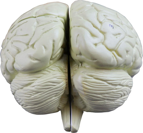 VAB401-3 Models-3 Vision Scientific Life Size Human Brain Parts | Shows Frontal, Parietal, Temporal & Occipital Lobes |