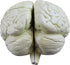 VAB401-3 Models-3 Vision Scientific Life Size Human Brain Parts | Shows Frontal, Parietal, Temporal & Occipital Lobes |