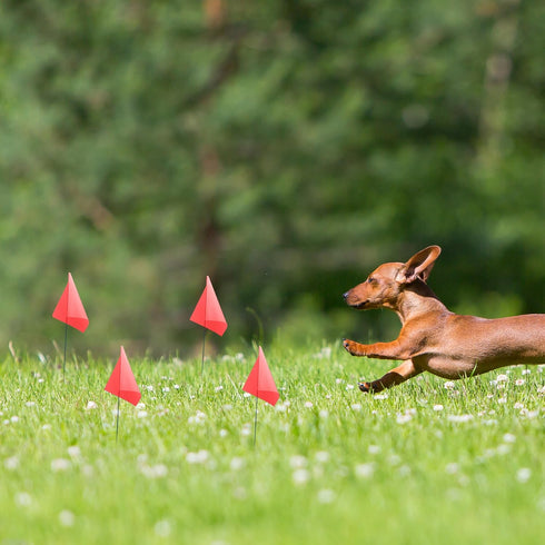 50 Pack Marking Flags, Yard Flags 12 x 2.5 x 3.5 Inch for Lawn, Landscape Survey, Sprinkler, Irrigation Flags (Red)