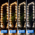 E12 Dimmable G16.5 Bulb 60 500 Bulb 2700K Bulb 6Pack Energetic LED Light Watt Lumens Candelabra for Chandeliers