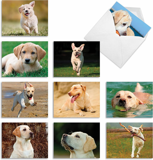 The Best Card Company - 10 Adorable Blank Dog Cards (4 x 5.12 Inch) - Boxed Set of Lovable Labs AM6325OCB-B1x10