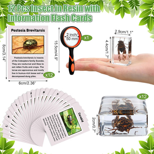 GlikCeil 12 10x Pcs Insect in Resin Specimen Bugs Discovery Kit Collection Paperweight Bug with Information Flash Cards