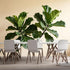 Agglomerix Custom Size Wall Murals Fiddle Leaf Fig Botanical Minimalist Green Leaves SelfAdhesive Wall Fabric Removable