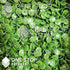500 Pack Lime Green Quiet Round Plastic Cap Nails, 1 Inch Roofing Nails for House Wrap Fastening