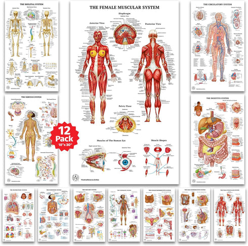 12 Human Anatomy Posters - Medical Posters, Circulatory, Skeletal, Male Female Muscular,