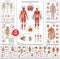 12 Human Anatomy Posters - Medical Posters, Circulatory, Skeletal, Male Female Muscular,