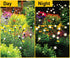 Sensor Brite Solar Garden Lights, Pack of 2 Adjustable Outdoor Lights with 10-Hour Illumination