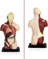VAT105 7 Sexless Human Torso | Removable Parts | Displays Respiratory, Circulatory, Digestive, Nervous, Urinary System