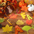 Pasimy 96 Pcs Fall Bulletin Board Decorations - Thanksgiving Classroom Cardboard Cutouts for Autumn Harvest Decor