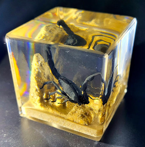 2" Real Black Scorpion in Crystal Clear Lucite Resin Diorama Paperweight for Biology Education & Display