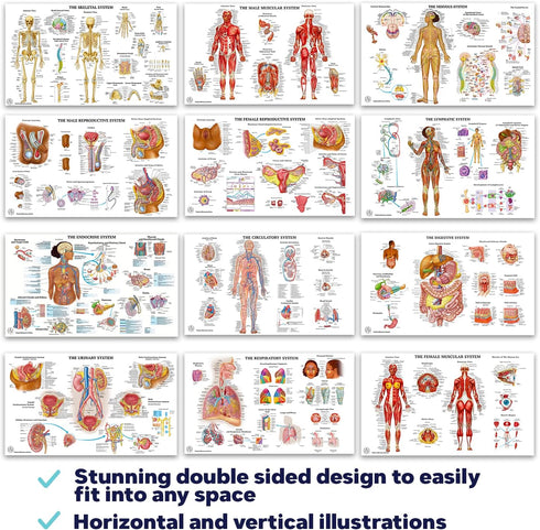 12 18x30 Human Anatomy Posters - Medical Posters, Circulatory, Skeletal, Male Female Muscular, Lymphatic, Reproductive