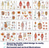 12 18x30 Human Anatomy Posters - Medical Posters, Circulatory, Skeletal, Male Female Muscular, Lymphatic, Reproductive
