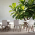 Agglomerix Custom Size Wall Murals Fiddle Leaf Fig Tree Botanical Minimalist Green Leaves SelfAdhesive Wall Fabric