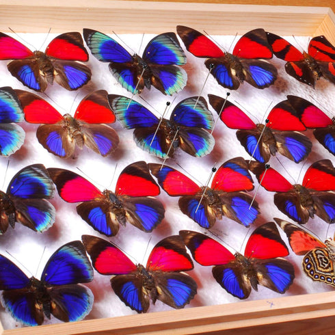 Willbond 500 Pcs Stainless Steel Insect Pins Kit - 5 Sizes for Specimen Entomology Butterfly Collection