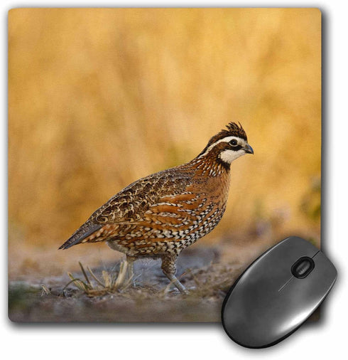 Northern Bobwhite Quail Bird, Male Walking - Mouse Pad, 8 by 8 inches - US44 LDI0537 (mp_146674_1)