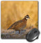 Northern Bobwhite Quail Bird, Male Walking - Mouse Pad, 8 by 8 inches - US44 LDI0537 (mp_146674_1)