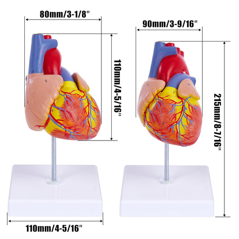 Ruiishunyy 2-Part 34 Human Heart Model for Anatomy - Life Size Medical Heart for Study - Anatomical Structures