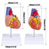 Ruiishunyy 2-Part 34 Human Heart Model for Anatomy - Life Size Medical Heart for Study - Anatomical Structures