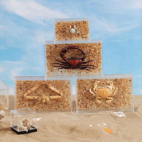 Real Crab Specimen in Acrylic Display Box Preserved Taxidermy for Marine Biology, Coastal Home Decor, and Nature Gift