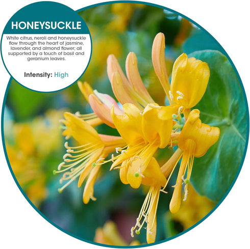 Fresh Products Eco Bowl Clip Air Freshener, Honeysuckle, Chemical Free, Lasts 30 Days, 12 pk