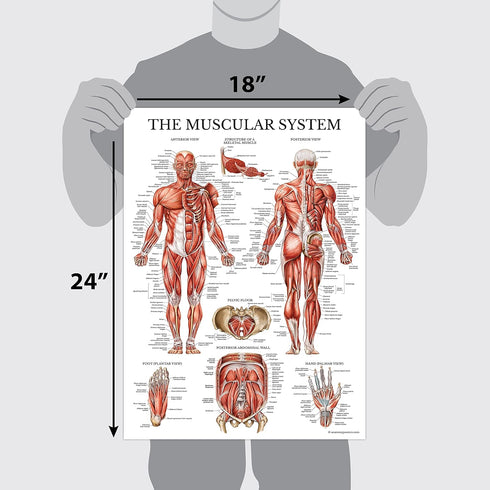 Palace Learning 3 Pack Anatomy Poster Set - Muscle, Skeleton, and Dermatomes Anatomical Charts - Laminated 18" x 24"
