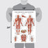 Palace Learning 3 Pack Anatomy Poster Set - Muscle, Skeleton, and Dermatomes Anatomical Charts - Laminated 18" x 24"