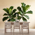 Agglomerix Custom Size Wall Murals Fiddle Leaf Fig Botanical Minimalist Green Leaves SelfAdhesive Wall Fabric Removable