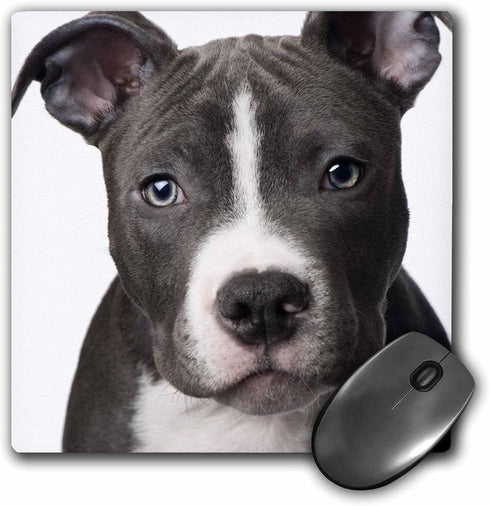 Mouse Pad, American Pit Bull Terrier Puppy 8 x 8 x 0.25 Inches 3dRose LLC (mp_4240_1)