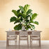 Agglomerix Custom Size Wall Murals Botanical Green Fiddle Leaf Fig Tree Minimalist Natural Plant Art SelfAdhesive Wall