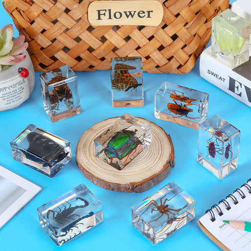9 Pcs Insect in Resin Specimen Bugs Collection, Educational Science Classroom Specimens Display Supplies