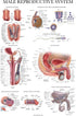 3 Pack 18" 24") Palace Learning - Female Reproductive System Anatomical Poster + Male Reproductive System + Pregnancy