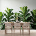 Agglomerix Custom Size Wall Murals Fiddle Leaf Fig Botanical Green Leaves Minimalist SelfAdhesive Wall Fabric Removable