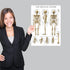 Palace Learning 3 Pack Anatomy Poster Set - Muscle, Skeleton, and Dermatomes Anatomical Charts - Laminated 18" x 24"