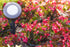 ENBRIGHTEN Mega Stake LED Landscape Light, 14 Tall, Durable, 54483, Black
