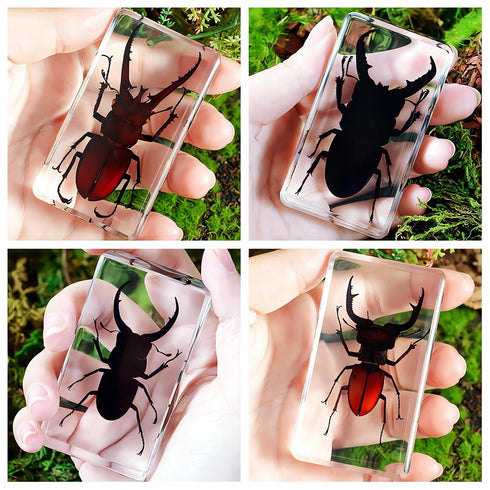 Aolowewin (4.3x1.7x1.1-inch) Extra Large Insect Specimens, Taxidermy Crab Beetles Cicada, Preserved Bug, Bugs Specimen