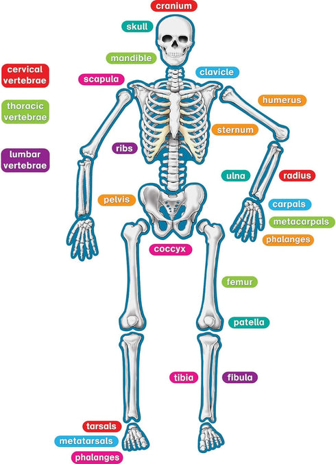 Teacher Created Resources - 77241 Human Skeleton Magnetic Accents, 33" x 10" x 9.1"