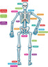 Teacher Created Resources - 77241 Human Skeleton Magnetic Accents, 33" x 10" x 9.1"