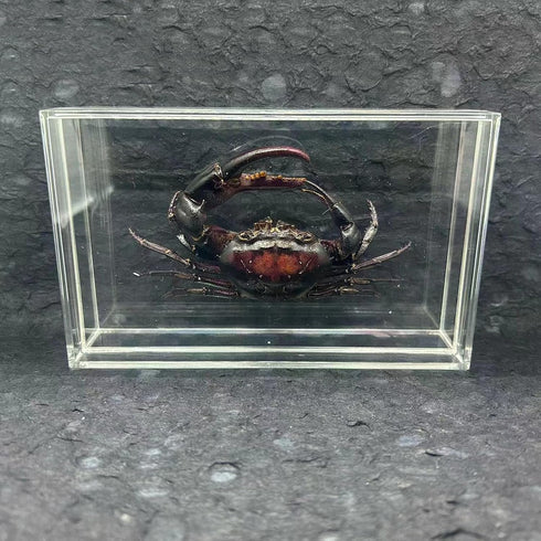 GFAZXDS A,15cm, Figurine,A-15cm Real Crab Insect Specimens Animal Taxidermy Collection for Science Education & Desk