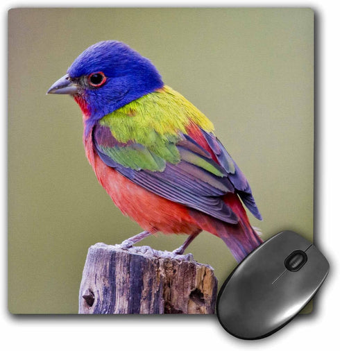 Painted Bunting Male Bird Perched Mouse Pad, 8 by 8 inches (mp_147129_1)