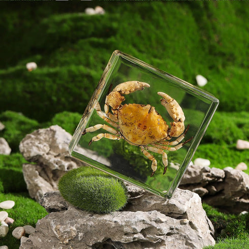 (3 3 1 inch) Taxidermy Crab, Real Crab Specimens Animal Specimen in Resin for Science Classroom Science Education