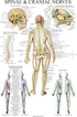 Palace Learning 3 Pack - Muscle, Skeleton, Spinal Nerves Anatomy Poster Set, Laminated 18" x 24"