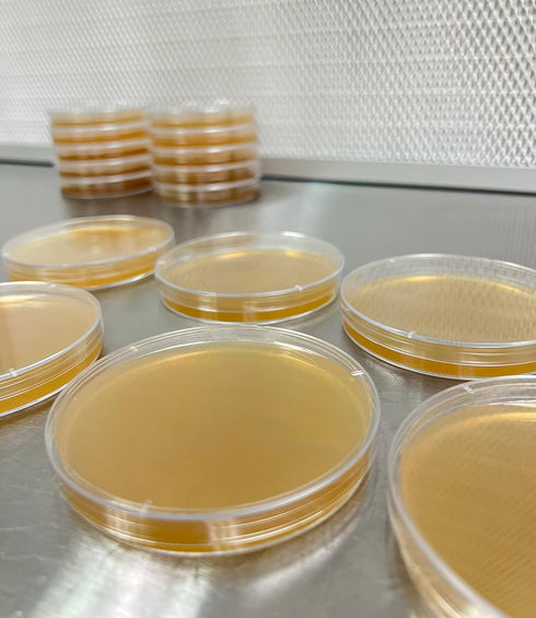 Malt Yeast Extract Agar Plates (MYA) - 10 Sterile Prepoured Petri Dishes for Mushroom Cultivation & Science