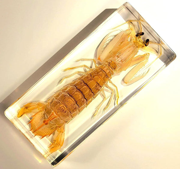 5.5" Real Mantis Shrimp in Crystal Clear Lucite Resin Specimen Preserved Oratosquilla
