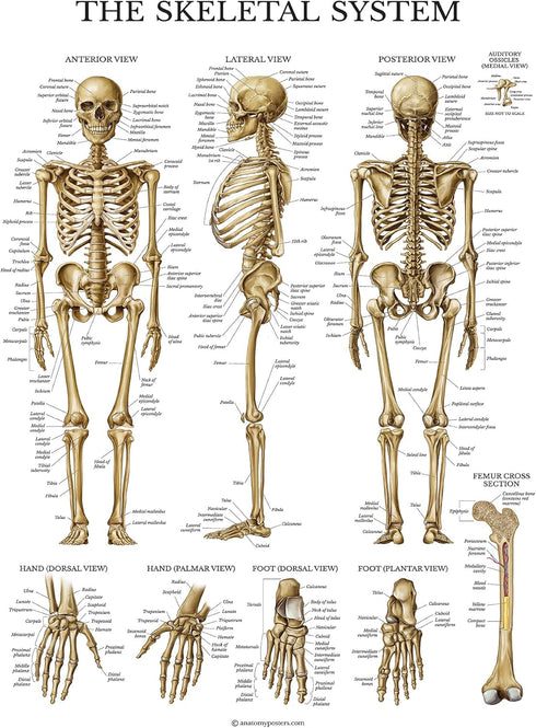 Palace Learning 3 Pack - Muscle, Skeleton, Spinal Nerves Anatomy Poster Set, Laminated 18" x 24"