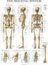 Palace Learning 3 Pack Anatomy Poster Set - Muscle, Skeleton, and Dermatomes Anatomical Charts - Laminated 18" x 24"
