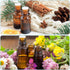 PATIKIL 50 Pack Essential Oil Bottles, 5ml Clear Glass Bottles with Orifice Reducer, Sample Vial Storage Container