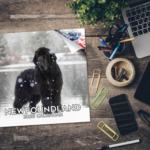 Newfoundland Calendar 2025 2026 - Dog Breed Monthly Wall Calendar, 12 x 24 Open, Thick No-Bleed Paper