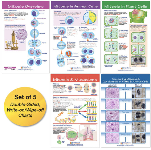 NewPath Learning Mitosis Bulletin Board Chart Set, Pack of 5 (94-7014)